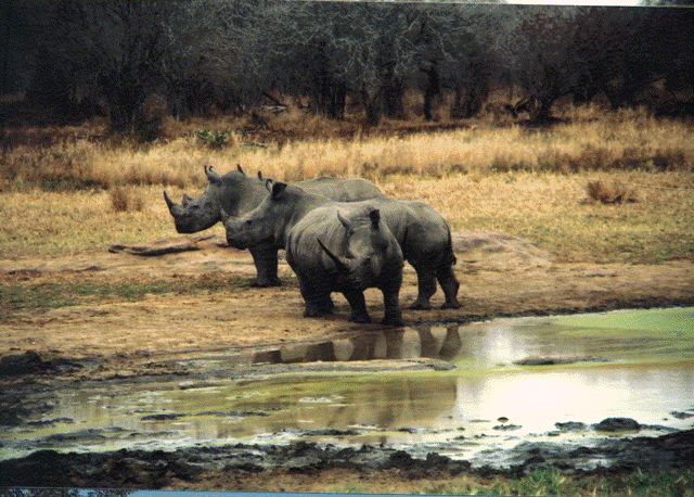 Renrhino.gif