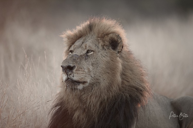 Lion Portrait 1.jpg