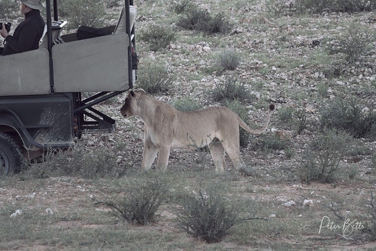 Lodge Lioness.jpg