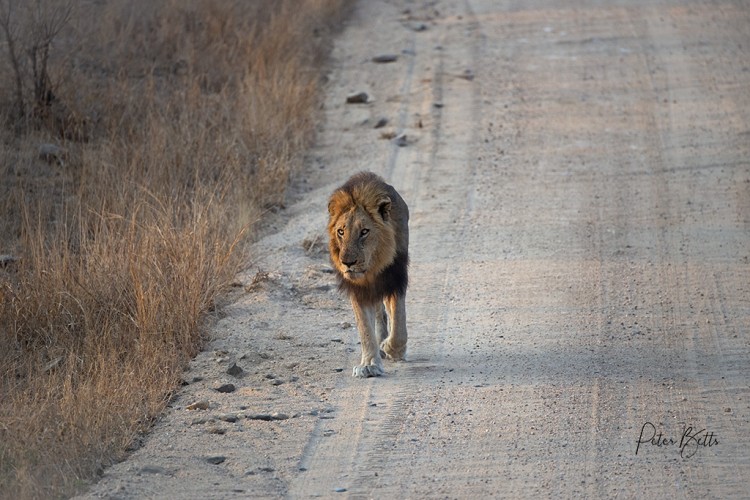 Muzandzene Lion.jpg