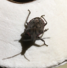 Shieldbug sp.jpg