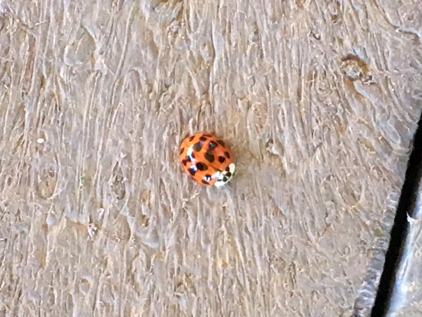 Ladybird.jpg