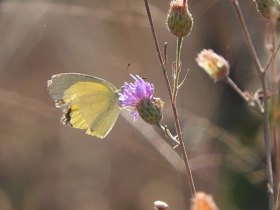 Common Grass Yellow.jpg