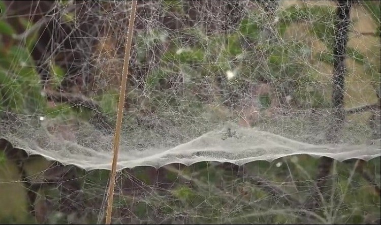 tent web spider Cyrtophora citricola.jpg