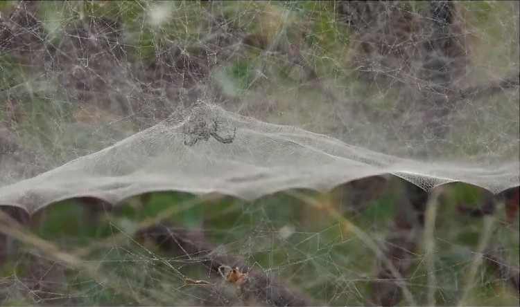 tent web spider buffalo thorn.jpg