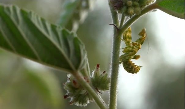 Harpagomantis tricolor flower mantis.jpg