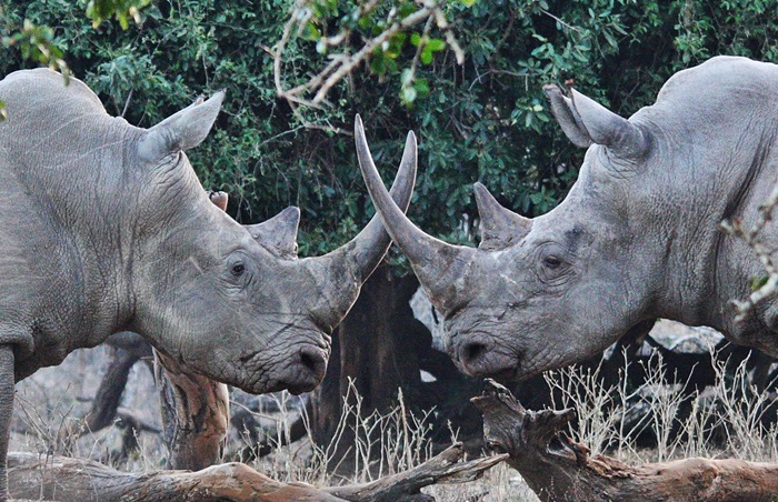 4.rhino.JPG