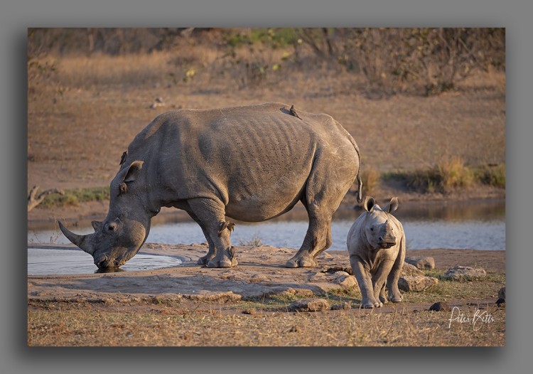 5. rhino.jpg