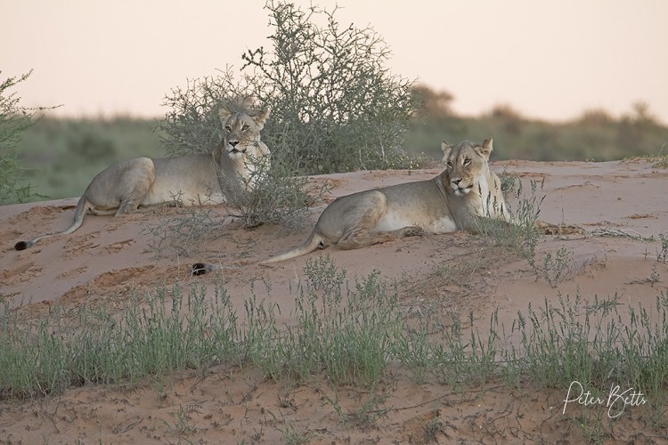 Sisters on the camp Dune.jpg