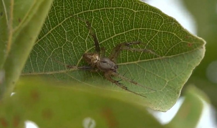 Neoscona blondeli Hairy Field Spider.jpg