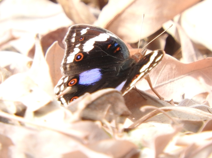DSCN9731.jpg