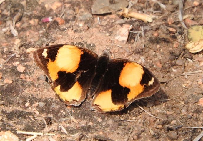 Yellow Pansy.jpg