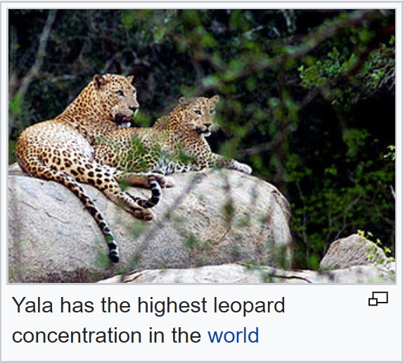 Leopards in Yala.jpg
