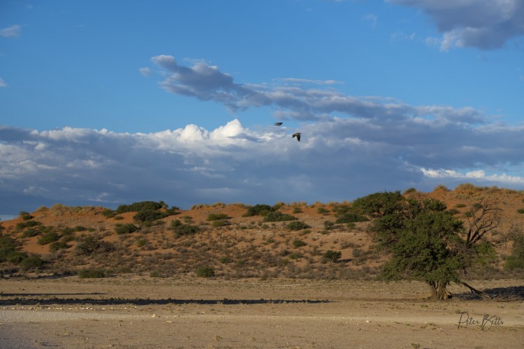 Kalahari early Morning.jpg