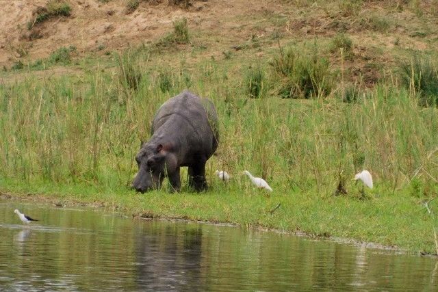 Crocodile river hippo.jpg