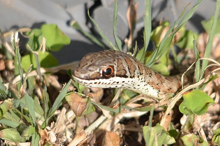 DSC_7427_00008.jpg