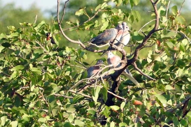 North of Mopani.jpg
