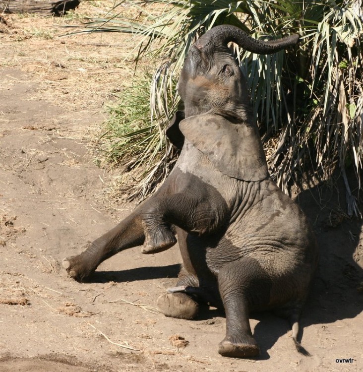 1. Elephant.jpg