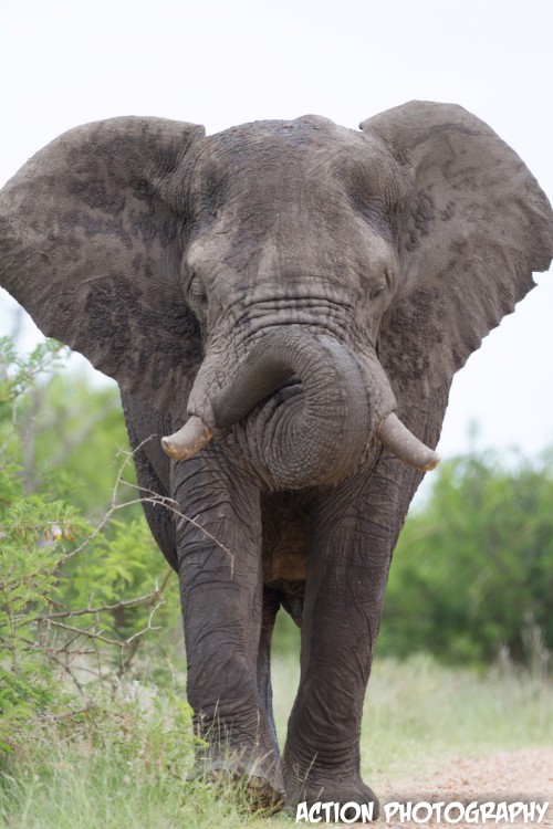 2. Elephant.jpg