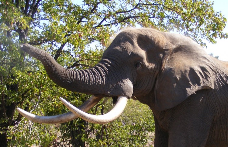 3. elephant.jpg