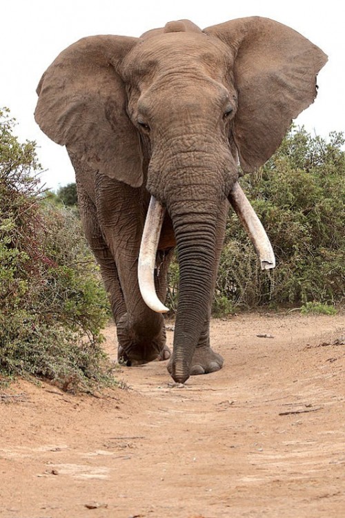 4. elephant.jpg