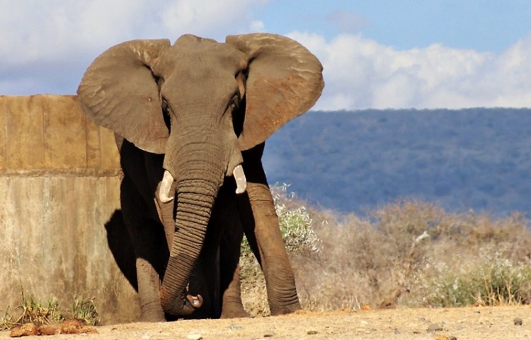 5.elephant.JPG