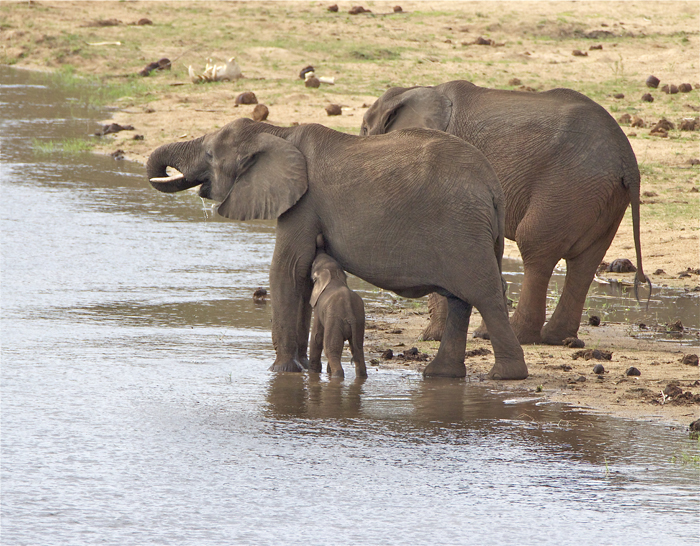 6.elephant.jpg