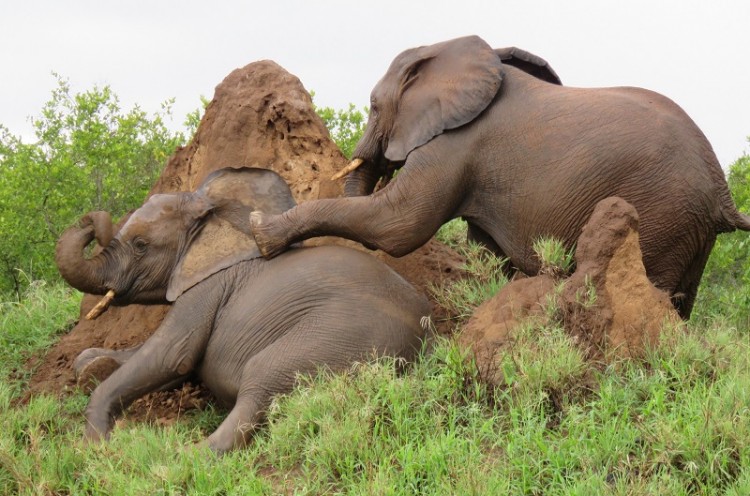 7.elephant.JPG