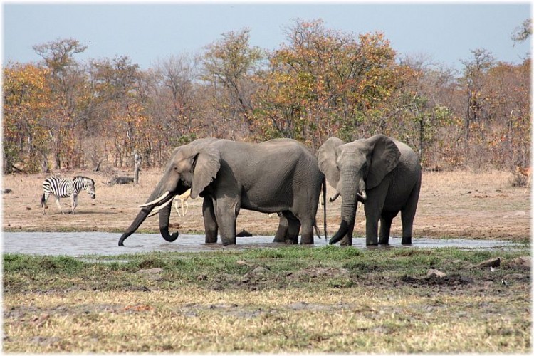 8.elephant.jpg