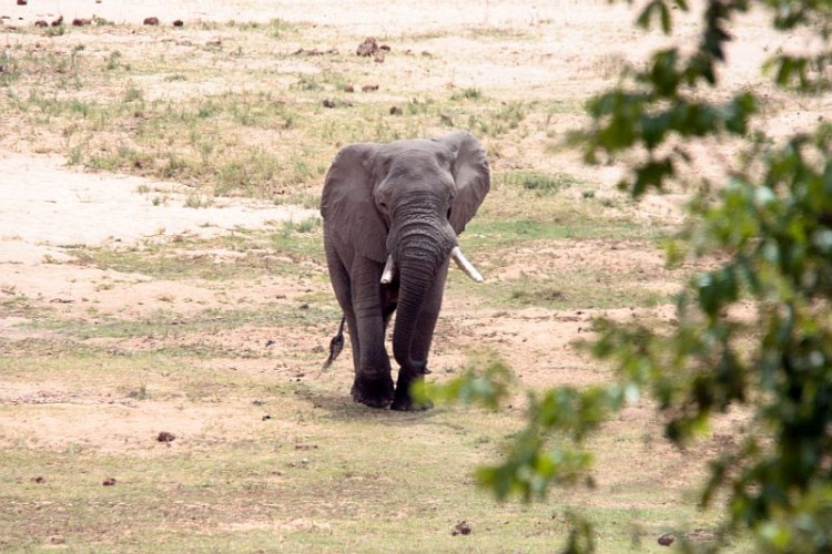 10.elephant.jpg