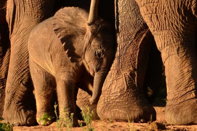 11.elephant.JPG