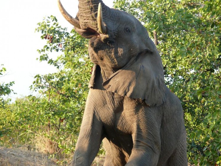 13.elephant.jpg