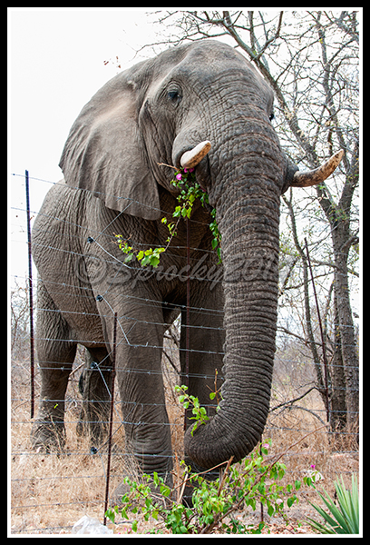 16.elephant.jpg