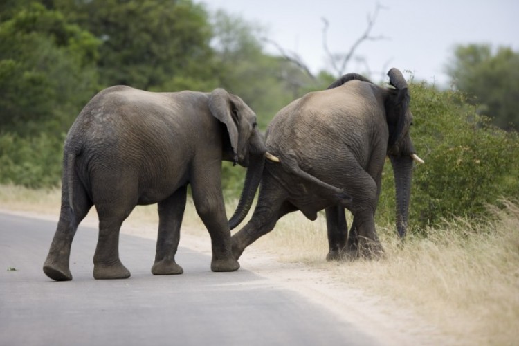 17.elephant.jpg