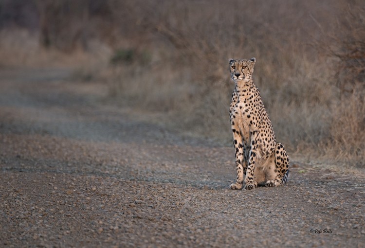 Sitting Cheetah Duke.jpg