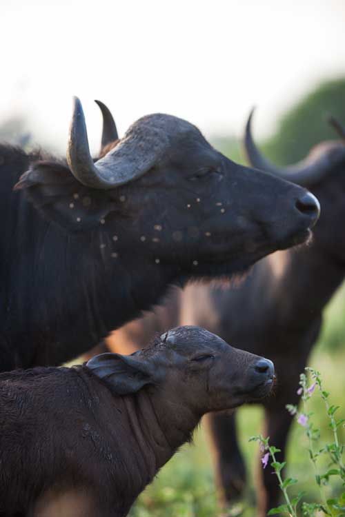 5. Buffalo.jpg