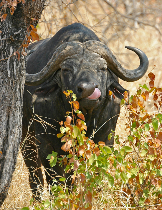 7.Buffalo.jpg