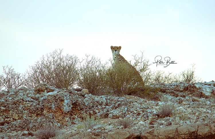 Cheetah Sentinel.jpg