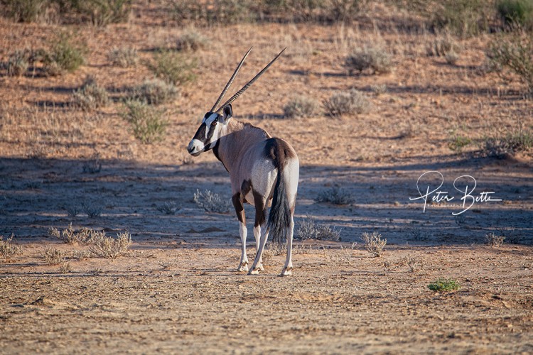 Gemsbok CowSunrise2.jpg