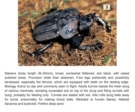 Field Guide to Insects of South Africa, Mike Picker.jpg
