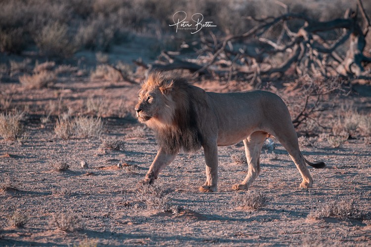1. Lion.jpg