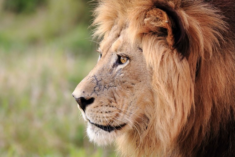 3. Lion.jpg