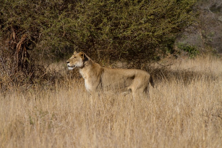 4. lion.jpg
