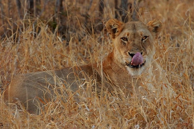 5. lion.jpg