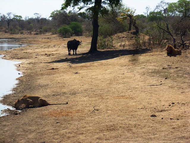 6.lion.jpg