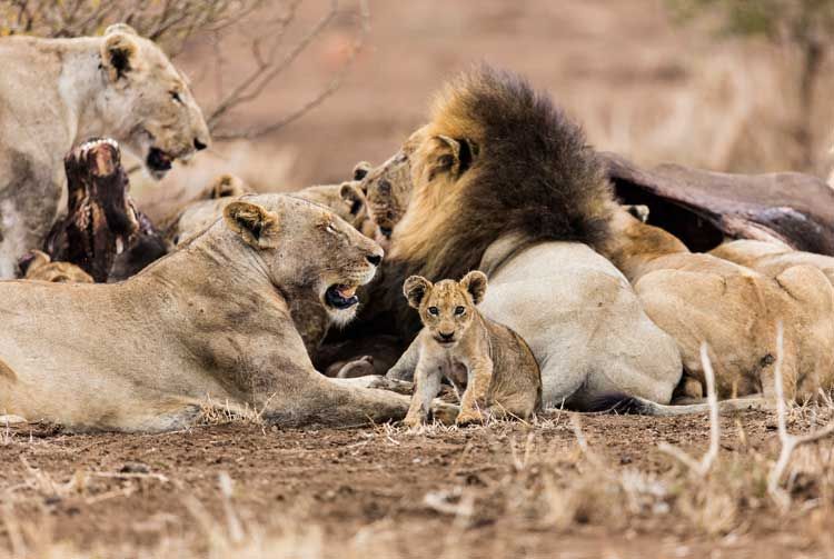 10.lion.jpg