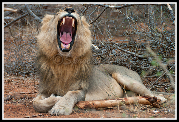 12.lion.jpg
