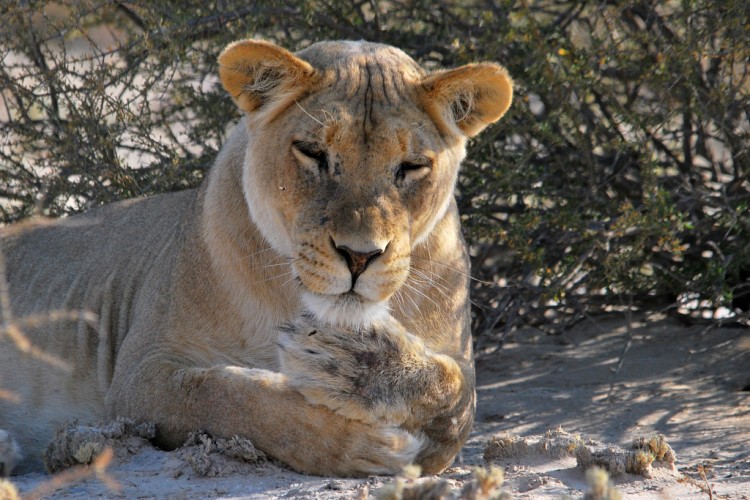 13.lion.jpg