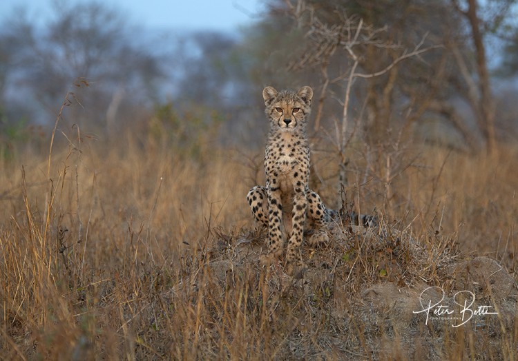 Cheetah Cub on Anthill.jpg