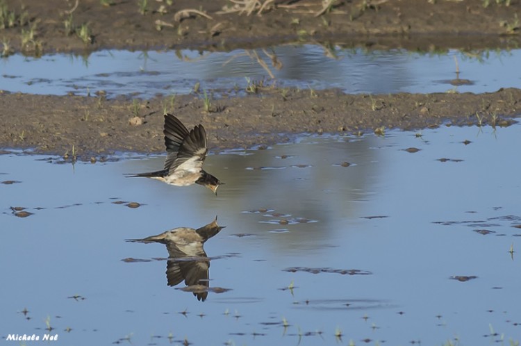 barn swallow.jpg